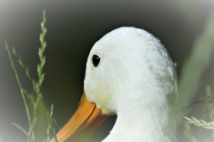 Bianca-Maria Veitl - Weiße Ente