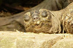 Bianca-Maria Veitl - Riesenschildkröte