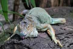 Bianca-Maria Veitl - Grüner Leguan