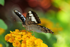 Bianca-Maria Veitl - Schmetterling