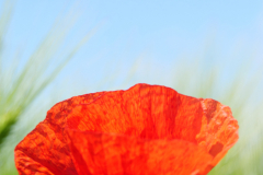 Bianca-Maria Veitl - Mohn