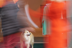 Bianca-Maria Veitl - Citydog