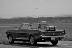 Bianca-Maria Veitl - Mustang