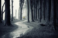 Brigitte Stehle - Gespensterwald