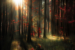 Brigitte Stehle - Herbstwald