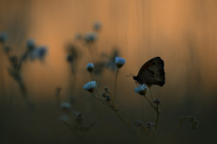 Brigitte Stehle - Im Abendlicht