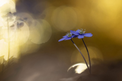 Brigitte Stehle - Im goldenen Licht