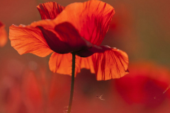 Brigitte Stehle - Mohn I