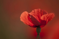 Brigitte Stehle - Mohn II