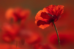 Brigitte Stehle - Mohn III