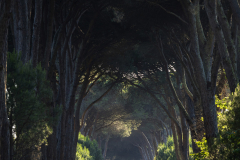 Brigitte Stehle - Parco San Rossore