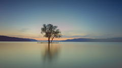 Eric Axhausen - Der Baum im See