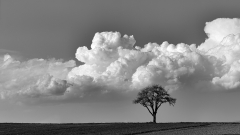 Eric Axhausen - Der Baum und die Wolken