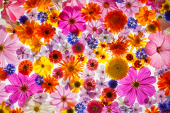 Eric Axhausen - Flower Power