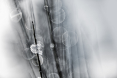 Eric Axhausen - Snowflake