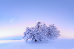 EA_Wintertraum
