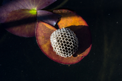 Martin  Reiling - Wespennest & Seerose