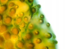 Martin  Reiling - Mikrokosmos Tagetes Blütenblatt
