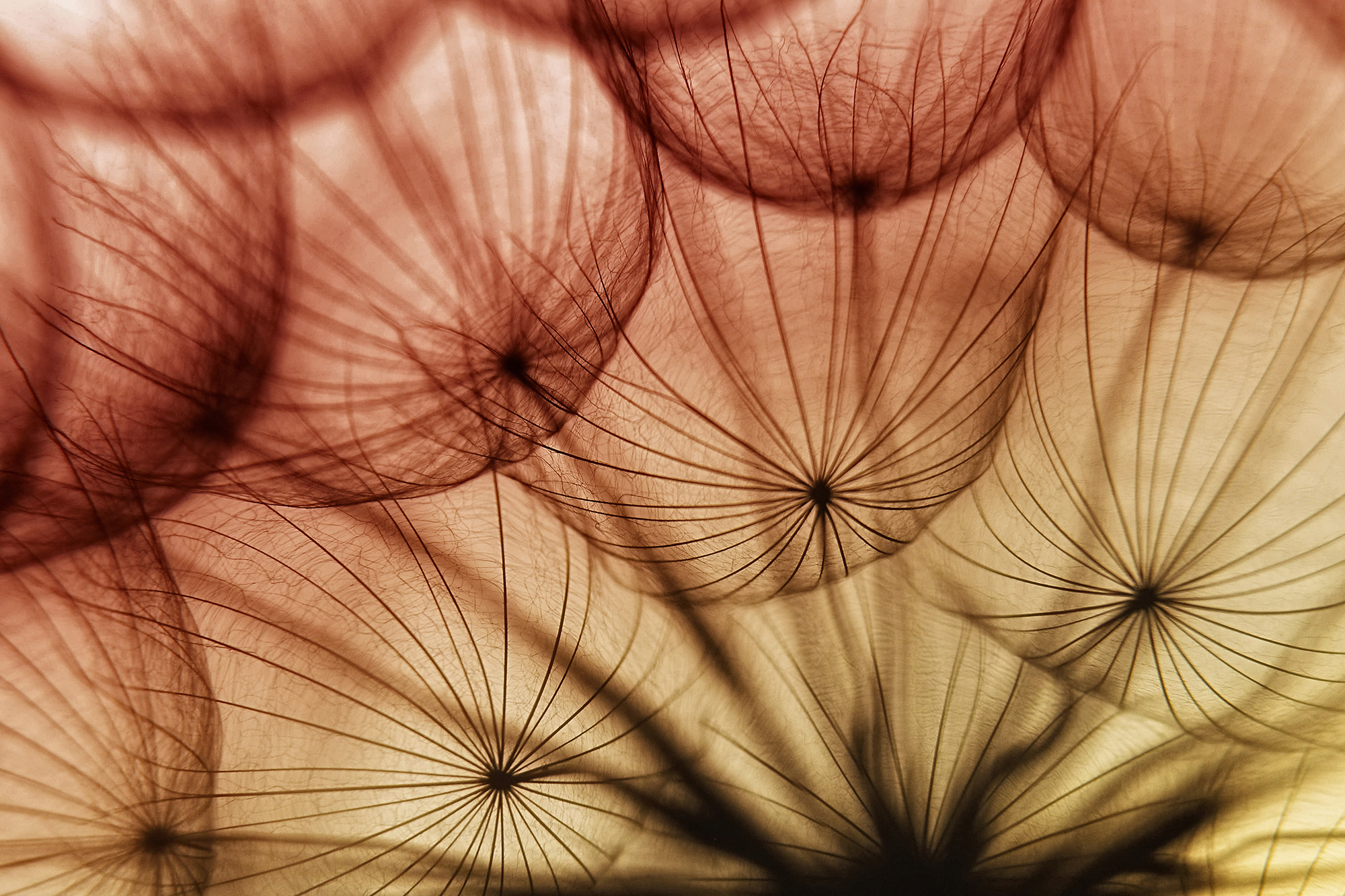 Fotoclub Hegau background image